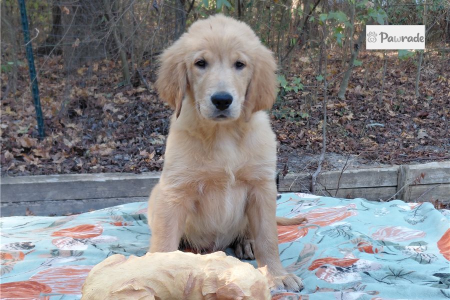 Lenus - Golden Retriever for sale
