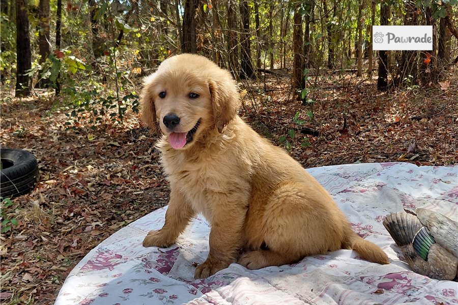 Lenus - Golden Retriever for sale