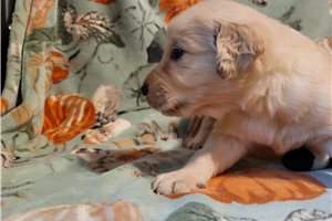 Ducky - puppy for sale