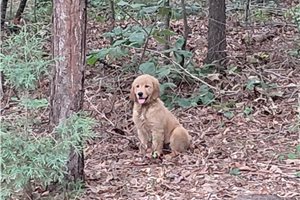 Bergusia - Golden Retriever for sale