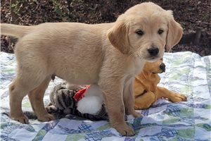Mackay - Golden Retriever for sale