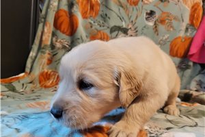 Ryan - puppy for sale