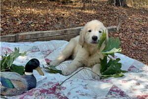 Reoh - Golden Retriever for sale