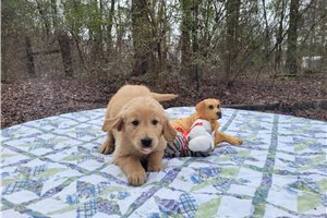 Mabon - Golden Retriever for sale