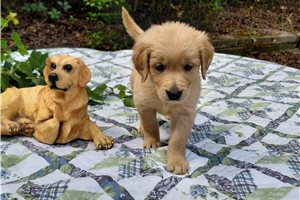 Bormana - puppy for sale