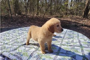 Deus - Golden Retriever for sale