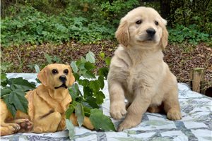 Bitucadros - Golden Retriever for sale