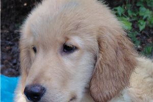 Carvonia - Golden Retriever for sale