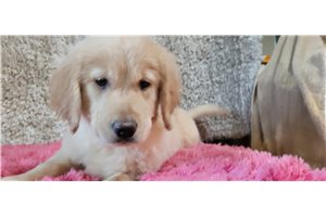 Athena - puppy for sale
