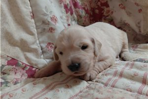 Grannus - puppy for sale