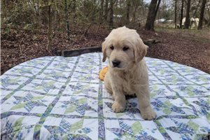 Cailleach - puppy for sale