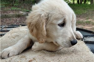Dorminus - Golden Retriever for sale