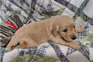 Bedaius - puppy for sale