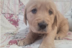 Annea - puppy for sale