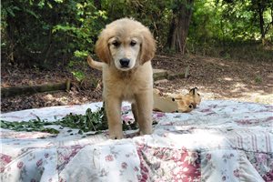 Caturix - Golden Retriever for sale