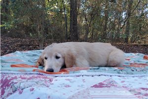 Lugus - Golden Retriever for sale