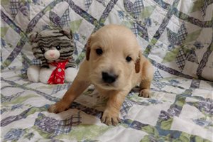 Macindog - puppy for sale