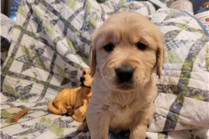 Grayson - puppy for sale