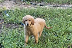 Cissonia - Golden Retriever for sale