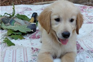 Mabon - Golden Retriever for sale