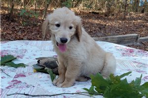 Lugus - Golden Retriever for sale