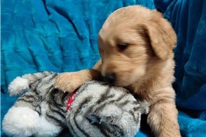 Maponos - Golden Retriever for sale