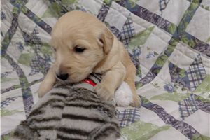 Bitucadros - puppy for sale