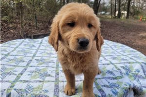 Cronos - Golden Retriever for sale