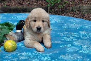 Veica - puppy for sale
