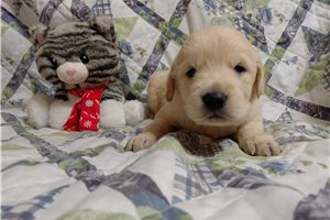 Lugus - puppy for sale