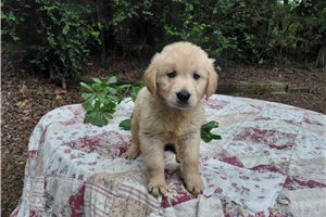 Cissonius - Golden Retriever for sale