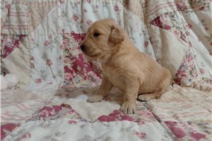 Erbina - Golden Retriever for sale