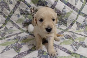 Bormana - puppy for sale