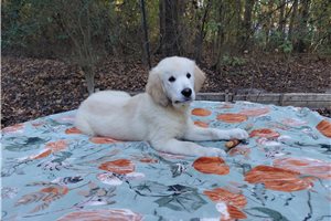 Grannus - Golden Retriever for sale