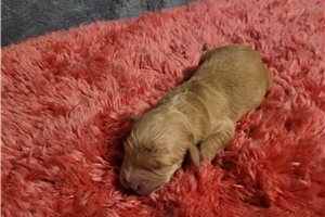 Nacho - puppy for sale