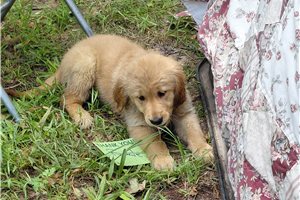 Vesunna - Golden Retriever for sale