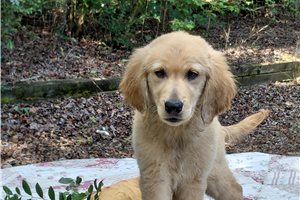 Sirona - Golden Retriever for sale