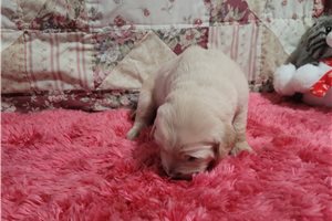 Glanis - puppy for sale