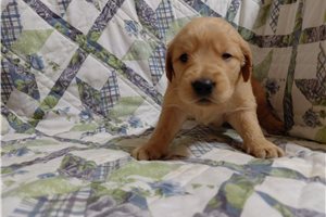Lerina - puppy for sale