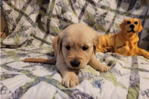 Grace - puppy for sale