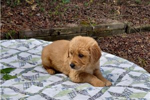 Bergusia - puppy for sale