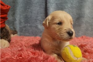 Bear - Golden Retriever for sale