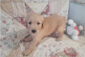 Divona - puppy for sale