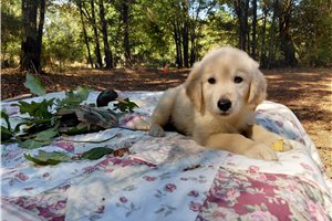 Pico - Golden Retriever for sale