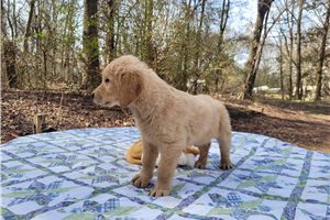 Camulus - puppy for sale