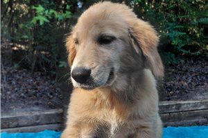 Vesunna - Golden Retriever for sale