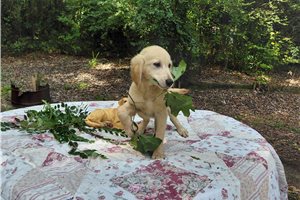 Cisa - Golden Retriever for sale