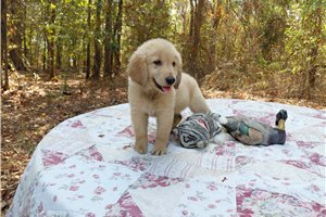 Maxima - Golden Retriever for sale