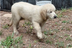 Cailleach - Golden Retriever for sale