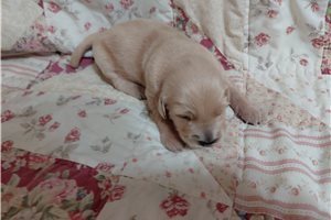 Glanis - puppy for sale